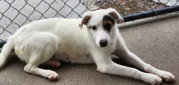 Mura -  Retriever and Great Pyrenees Dog for Adoption in Fort Lupton, Colorado - Mura | PetCurious