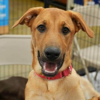Casanova AL -  German Shepherd Dog and Mixed Breed Dog for Adoption in Austin, Texas - Casanova AL | PetCurious