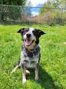 Australian Cattle Dog Blue Heeler and Australian Shepherd Dogs Available for Adoption in Lisbon, Ohio - Newt | PetCurious