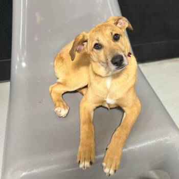 Mixed Breed Dogs Available for Adoption in Portland, Oregon - Pinju | PetCurious