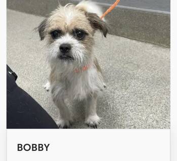 Bobby -  Shih Poo and Terrier Dog for Adoption in Las Vegas, Nevada - Bobby | PetCurious