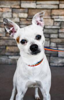 Wilson -  Boston Terrier and Chihuahua Dog for Adoption in Yakima, Washington - Wilson | PetCurious