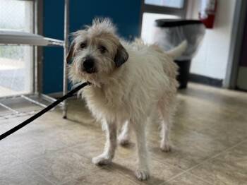Rescue Terrier and Mixed Breed Dogs for Adoption in Raleigh, North Carolina - GWYNETH | PetCurious