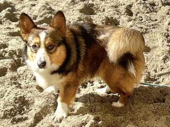 Cardigan Welsh Corgi Dogs Available for Adoption - AIDAN | PetCurious