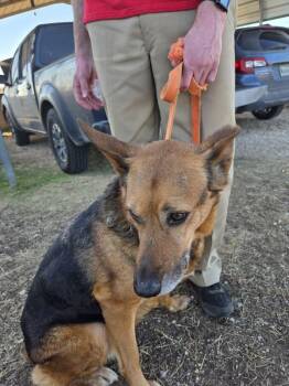 German Shepherd Dog Dogs Available for Adoption in Round Rock, Texas - Hulk | PetCurious