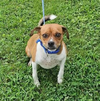 Bo -  Chiweenie and Beagle Dog for Adoption - Bo | PetCurious