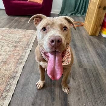 Pit Bull Terrier Dogs Available for Adoption - May With The Pretty Pittie Smile | PetCurious