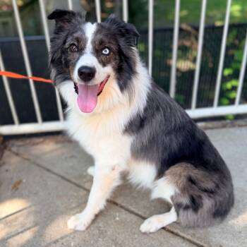 Stormy -  Australian Shepherd Dog for Adoption in Columbus, Georgia - Stormy | PetCurious