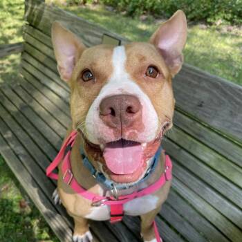 Rescue Mixed Breed Dogs for Adoption in Pittsburgh, Pennsylvania - Gigi | PetCurious