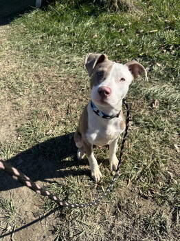 Rescue Pit Bull Terrier Dogs for Adoption in Germantown, Ohio - Spencer | PetCurious