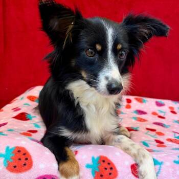 Alice -  Mixed Breed Dog for Adoption in Pekin, Illinois - Alice | PetCurious
