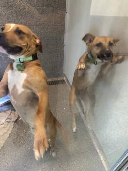 Binx -  Pit Bull Terrier Dog for Adoption in Hamilton, Montana - Binx | PetCurious