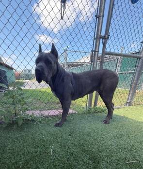 Kona -  Cane Corso Dog for Adoption in Boca Raton, Florida - Kona | PetCurious