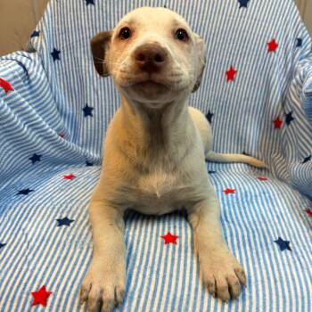 Mitt 5471 -  Australian Cattle Dog Blue Heeler and Mixed Breed Dog for Adoption in Kittanning, Pennsylvania - Mitt 5471 | PetCurious