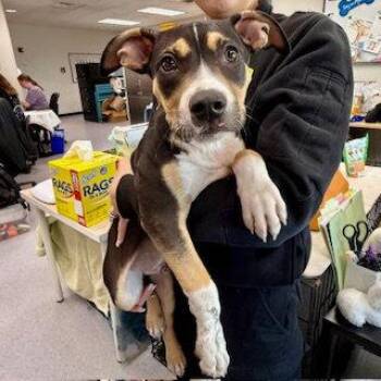 Pit Bull Terrier Dogs Available for Adoption - Huey Newton | PetCurious