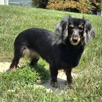 Princess -  Dachshund Dog for Adoption in La Vista, Nebraska - Princess | PetCurious