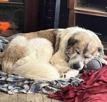 Great Pyrenees Dogs Available for Adoption - Bruno | PetCurious