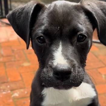 Rescue Black Labrador Retriever and Hound Dogs for Adoption in Irondale, Alabama - Daisy | PetCurious