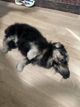 Dachshund Dogs Available for Adoption - Bunny | PetCurious