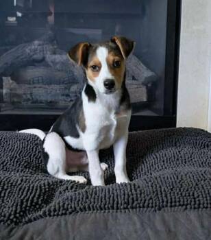 Beagle Dogs Available for Adoption in Germantown, Ohio - Cassius Howl | PetCurious