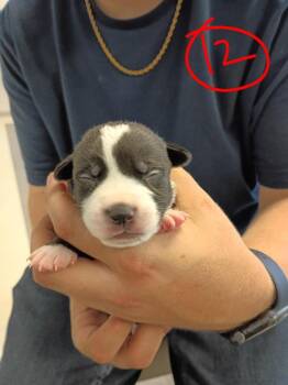 GiGi -  American Staffordshire Terrier and Mixed Breed Dog for Adoption in Albany, Georgia - GiGi | PetCurious