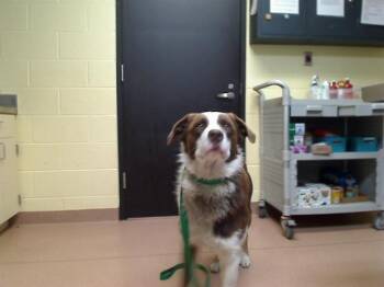 Australian Shepherd and Mixed Breed Dogs Available for Adoption in Cookeville, Tennessee - TRACKSTAR | PetCurious