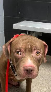 Hoss -  Pit Bull Terrier Dog for Adoption in Troy, Ohio - Hoss | PetCurious