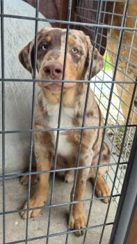 Russell -  Catahoula Leopard Dog Dog for Adoption in Winchester, Illinois - Russell | PetCurious