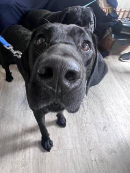 Brooklyn-Not Accepting Applications Yet -  Black Labrador Retriever Dog for Adoption in Medina, Ohio - Brooklyn-Not Accepting Applications Yet | PetCurious