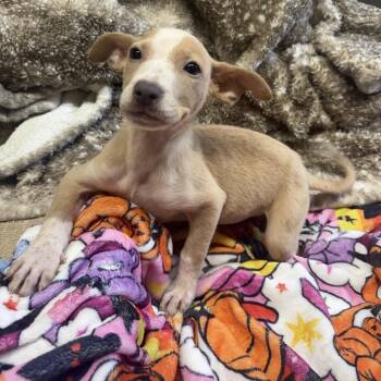Isabella -  Boxer and Mixed Breed Dog for Adoption in Jersey City, New Jersey - Isabella | PetCurious