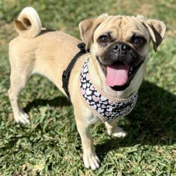 Rescue Pug Dogs for Adoption in Alvin, Texas - Chester | PetCurious