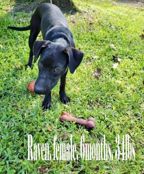 Rescue Black Labrador Retriever Dogs for Adoption in Jay, New York - Raven | PetCurious