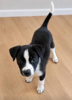 Journey -  Border Collie Dog for Adoption in Churchville, New York - Journey | PetCurious
