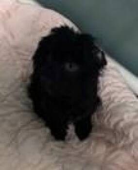 Ollie 1654-26 -  Poodle and Mixed Breed Dog for Adoption in Cumming, Georgia - Ollie 1654-26 | PetCurious