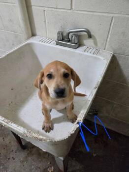 Archie Jr -  Labrador Retriever Dog for Adoption in Irwin, Pennsylvania - Archie Jr | PetCurious