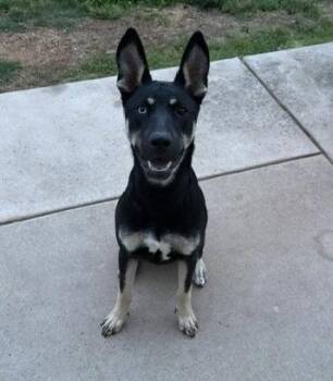 Kira -  German Shepherd Dog and Husky Dog for Adoption in Rocky Point, North Carolina - Kira | PetCurious
