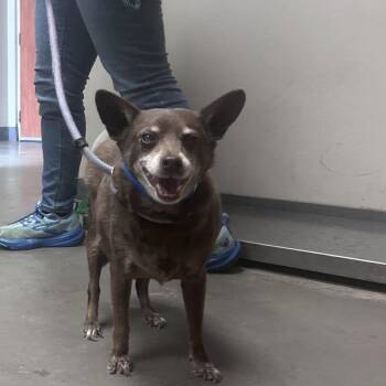 Fenrir -  Chihuahua Dog for Adoption in Yuma, Arizona - Fenrir | PetCurious