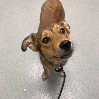 Apple -  Mixed Breed Dog for Adoption in Abilene, Texas - Apple | PetCurious