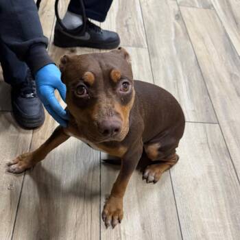 Nezuko -  English Bulldog Dog for Adoption in Newark, New Jersey - Nezuko | PetCurious
