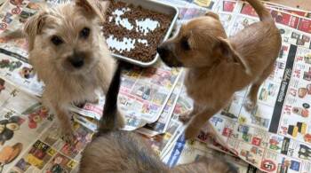 Chihuahua and Schnauzer Dogs Available for Adoption - Miley And Maggie | PetCurious