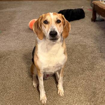 Hound Dogs Available for Adoption in Columbia, Missouri - Nick | PetCurious