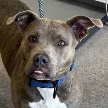 Chula -  Mixed Breed Dog for Adoption in Las Cruces, New Mexico - Chula | PetCurious