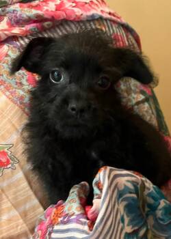 Fifi Fuzzypants -  Terrier Dog for Adoption in El Dorado, Arkansas - Fifi Fuzzypants | PetCurious