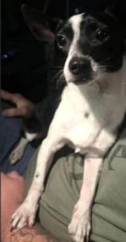 Terrier and Chihuahua Dogs Available for Adoption in Savannah, Georgia - Airport | PetCurious