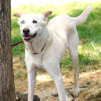 Hercules -  Husky and Mixed Breed Dog for Adoption in Evensville, Tennessee - Hercules | PetCurious