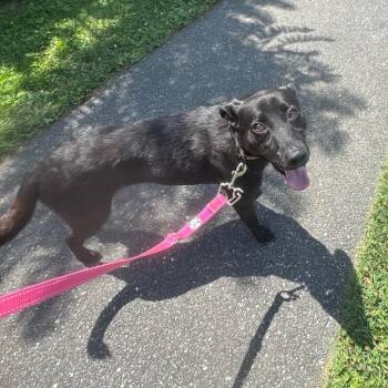 Yoshie -  Labrador Retriever and Mixed Breed Dog for Adoption - Yoshie | PetCurious