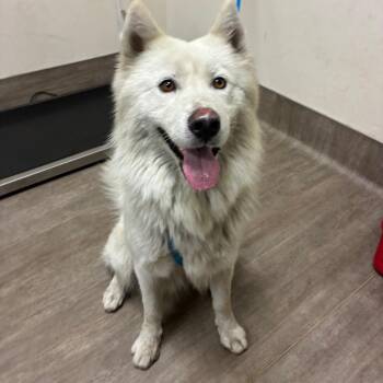 Amigo -  Husky Dog for Adoption in Pasadena, California - Amigo | PetCurious