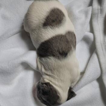Butterfly -  Beagle Dog for Adoption in Rockville, Maryland - Butterfly | PetCurious