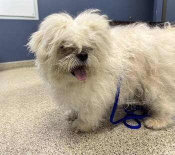 CHARLIE -  Maltese Dog for Adoption in Doral, Florida - CHARLIE | PetCurious