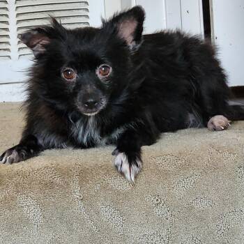 Moonlight -  Pomeranian Dog for Adoption in Lewisville, Texas - Moonlight | PetCurious